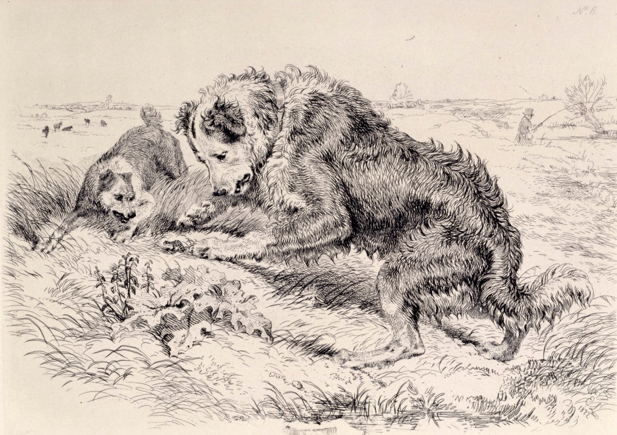 Sir Edwin Landseer RA, Dogs Worrying a Frog