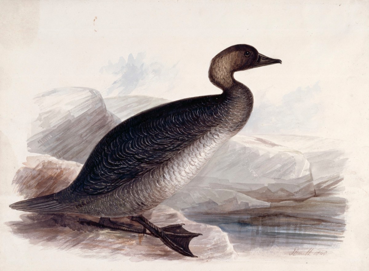 John Halphead Smith, A goose, probably a Common Scoter, in profile