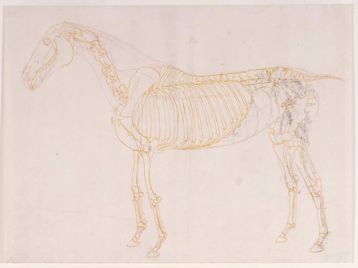 George Stubbs ARA, Working drawing of the Blood Vessels for 'The Fourth Anatomical Table of the Muscles ... of the Horse'