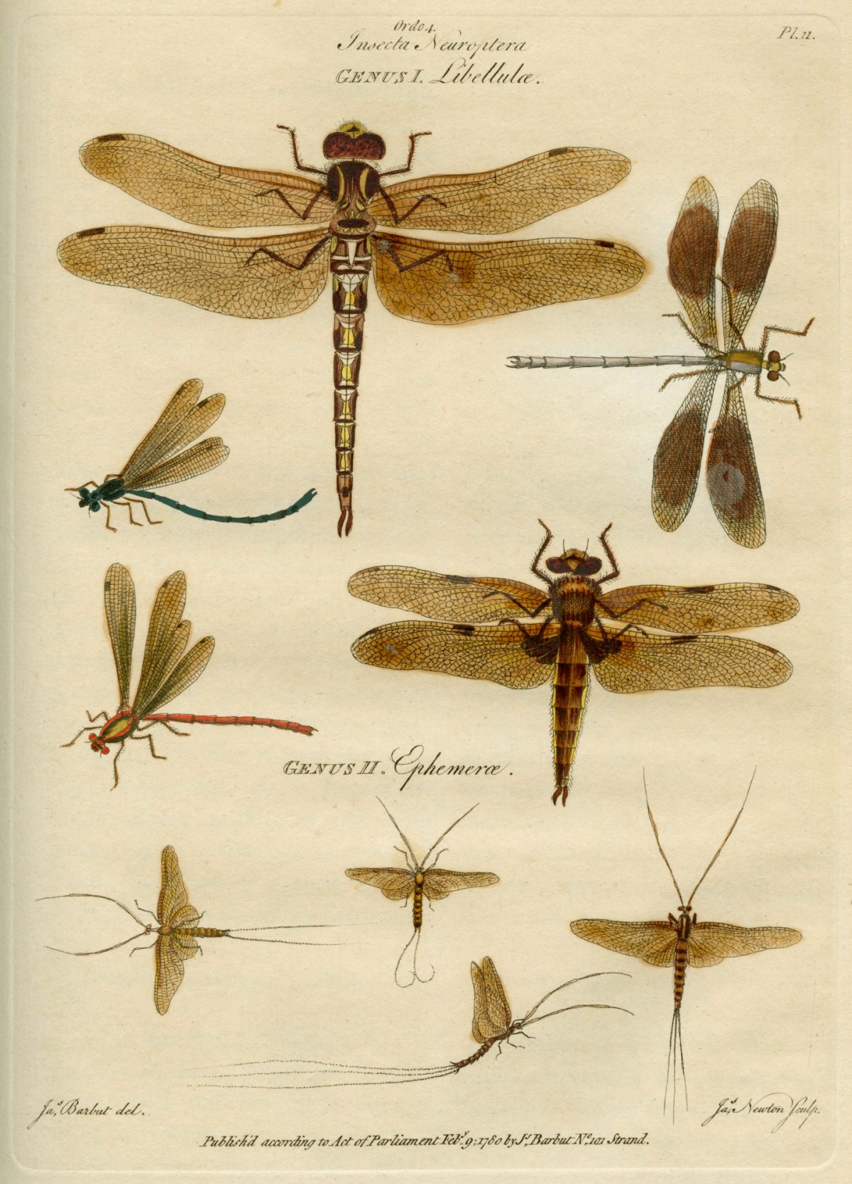 James Barbut, 'Insecta Neuroptera'