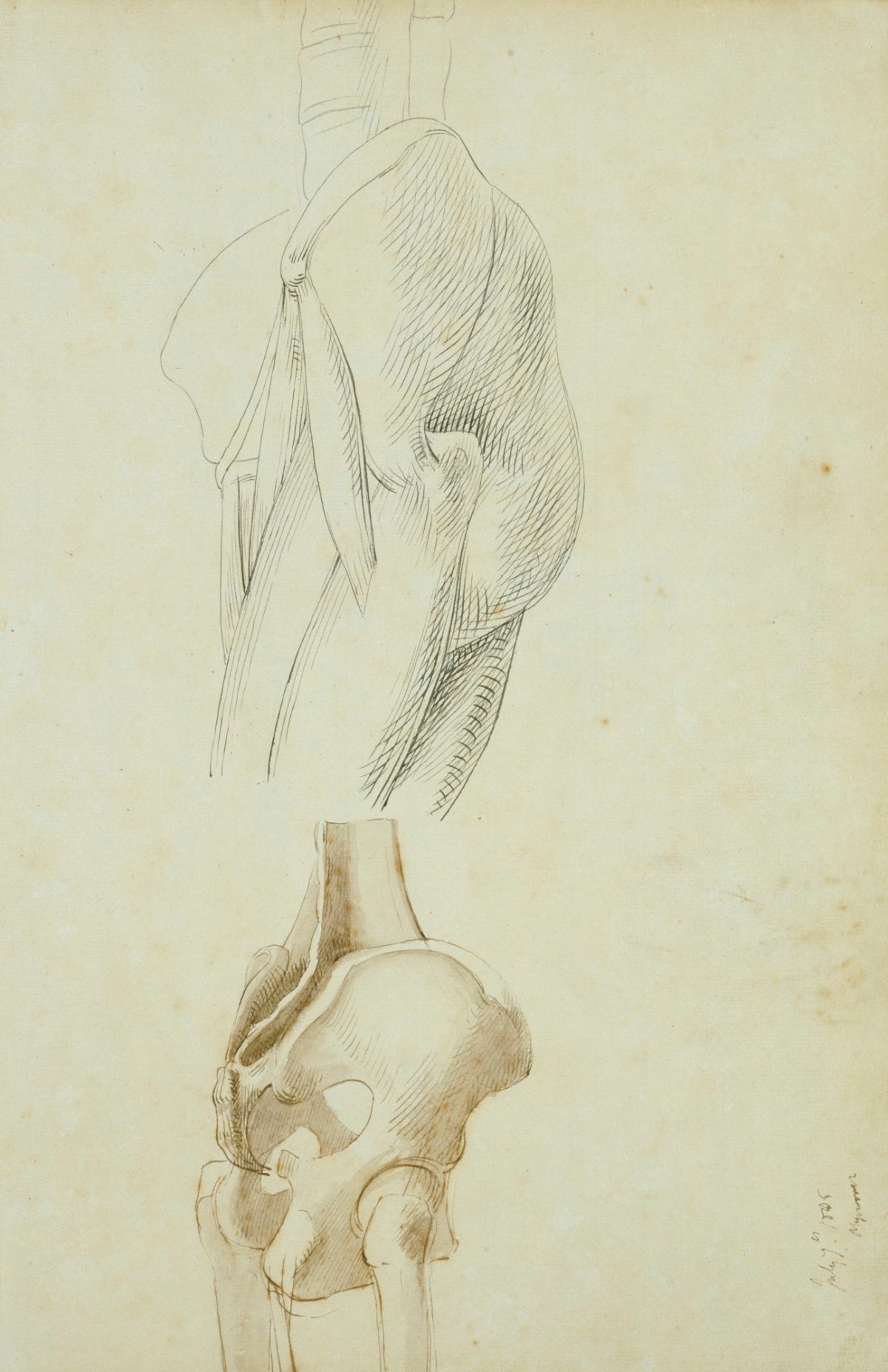 Benjamin Robert Haydon, Anatomical drawings of the lower back and pelvis