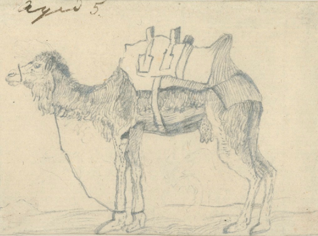 Sir Edwin Landseer RA, A Camel