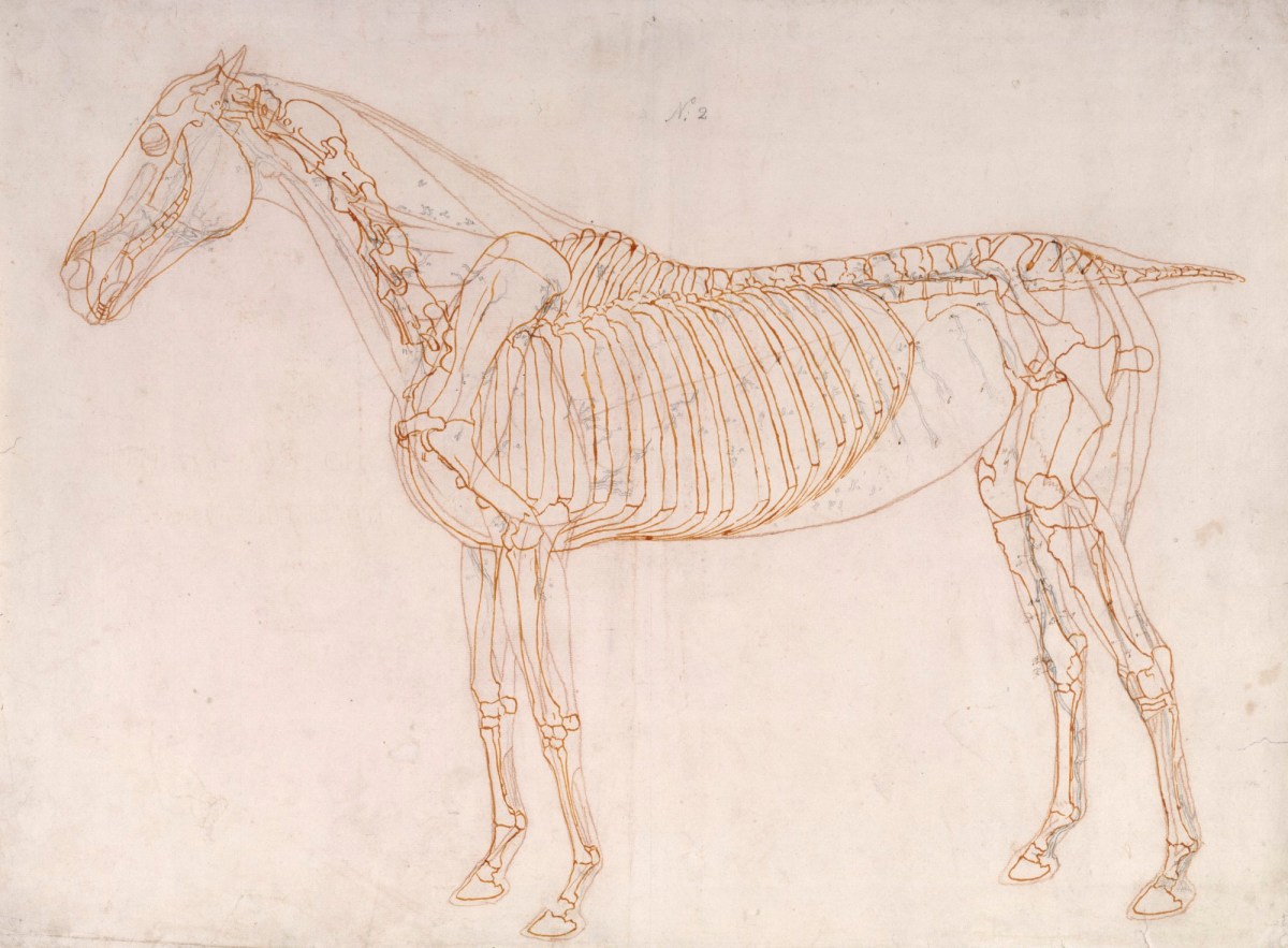 George Stubbs ARA, Working drawing of the Blood Vessels for 'The Second Anatomical Table of the Muscles ... of the Horse'