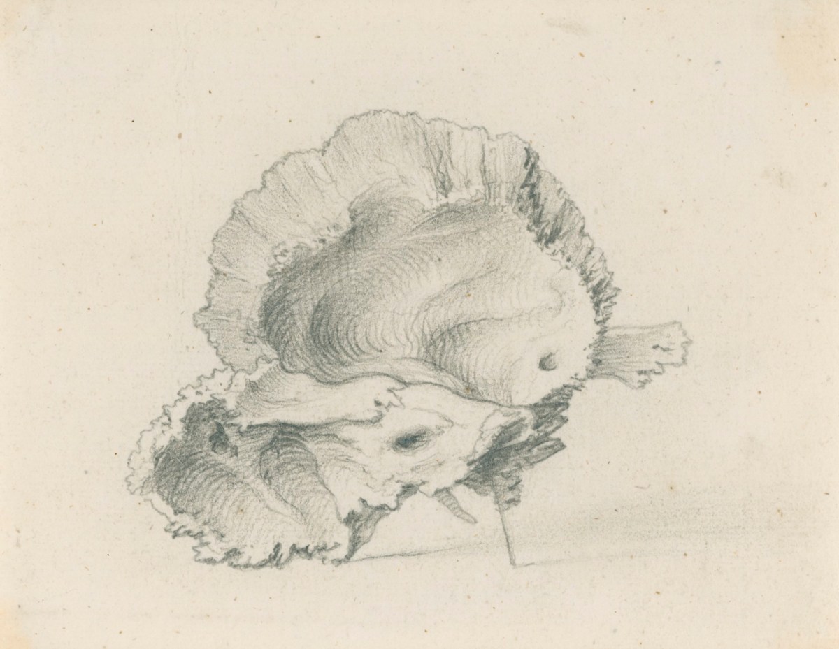 Gerard van der Gucht, The temporal bone, for Cheselden's Osteographia