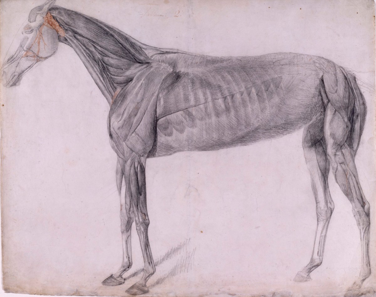 George Stubbs ARA, Working drawing for 'The Second Anatomical Table of the Muscles ... of the Horse'