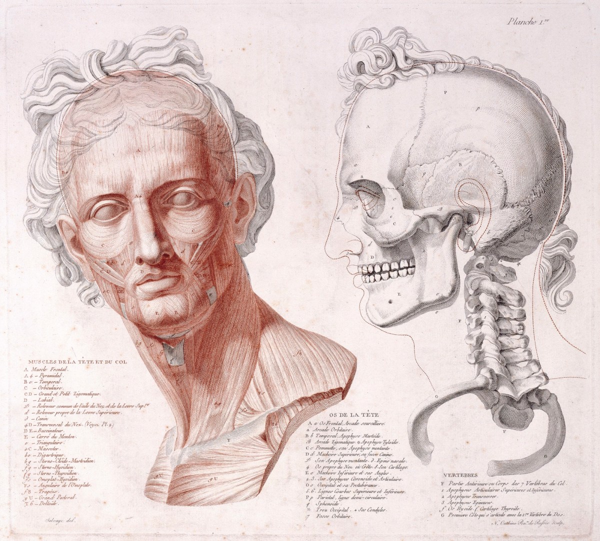 Jean-Galbert Salvage, 'Muscles de la Tête et du Col', 'Os de la Tête', 'Vertebres'