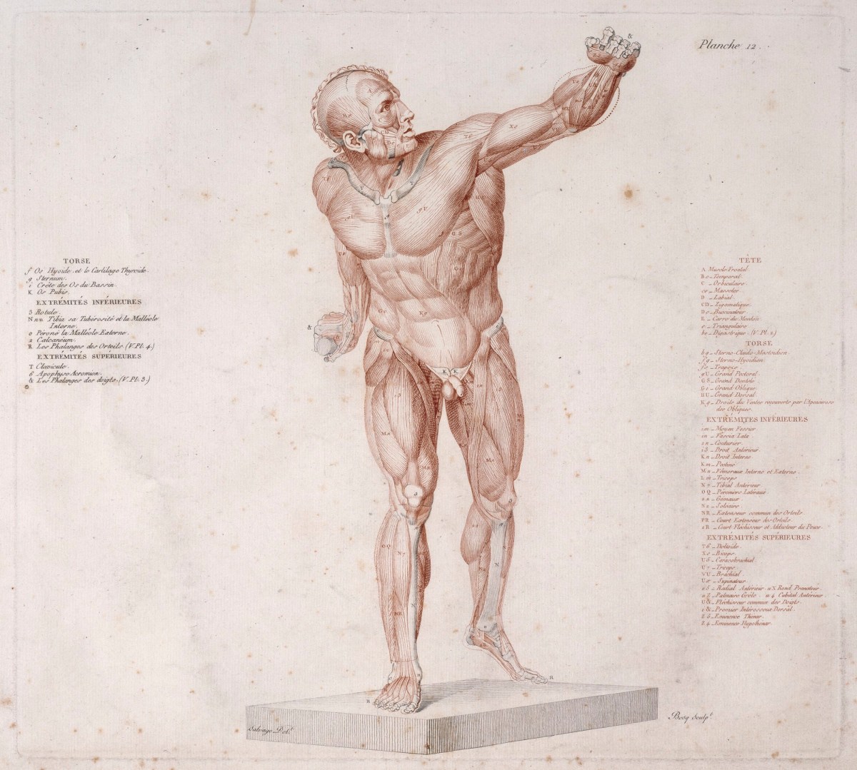 Jean-Galbert Salvage, The Borghese Gladiator anatomised: frontal view