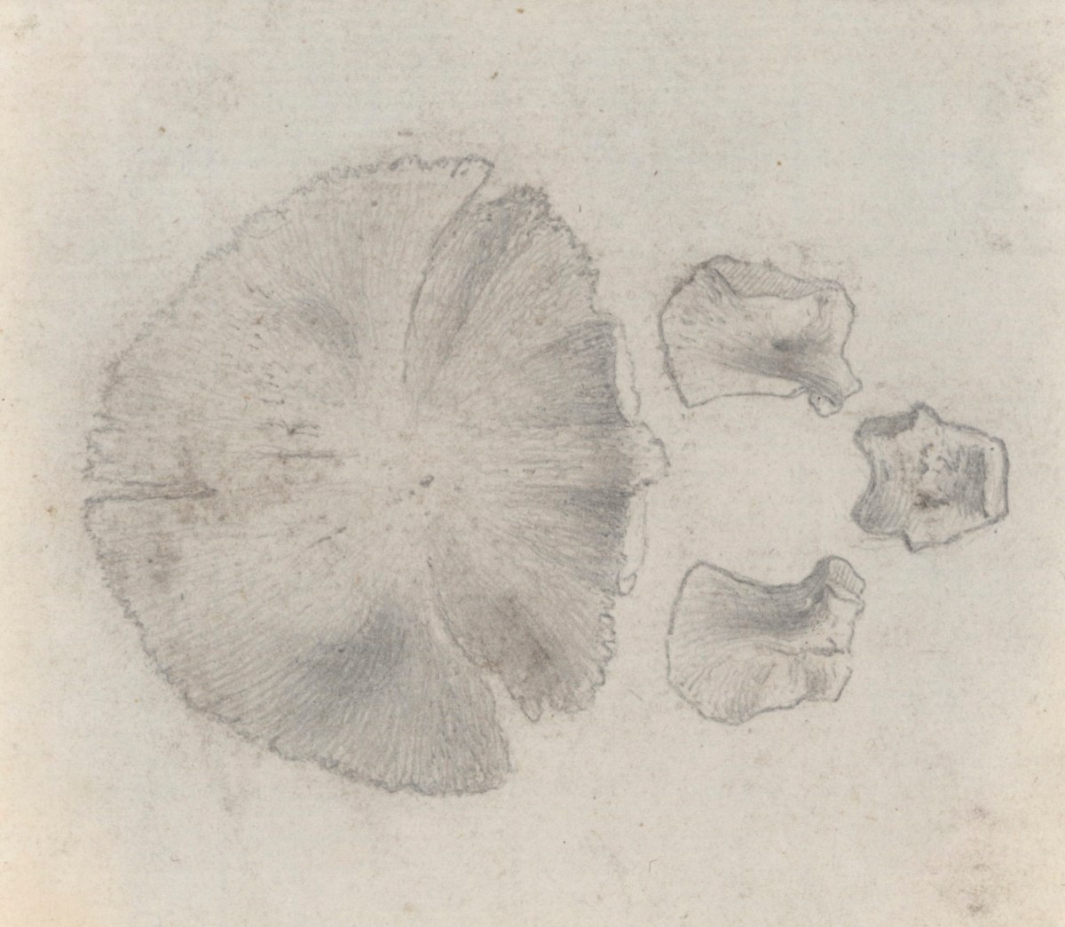 Jacob Schijnvoet, Two drawings of the os occipitis, part of the skull, for Cheselden's Osteographia