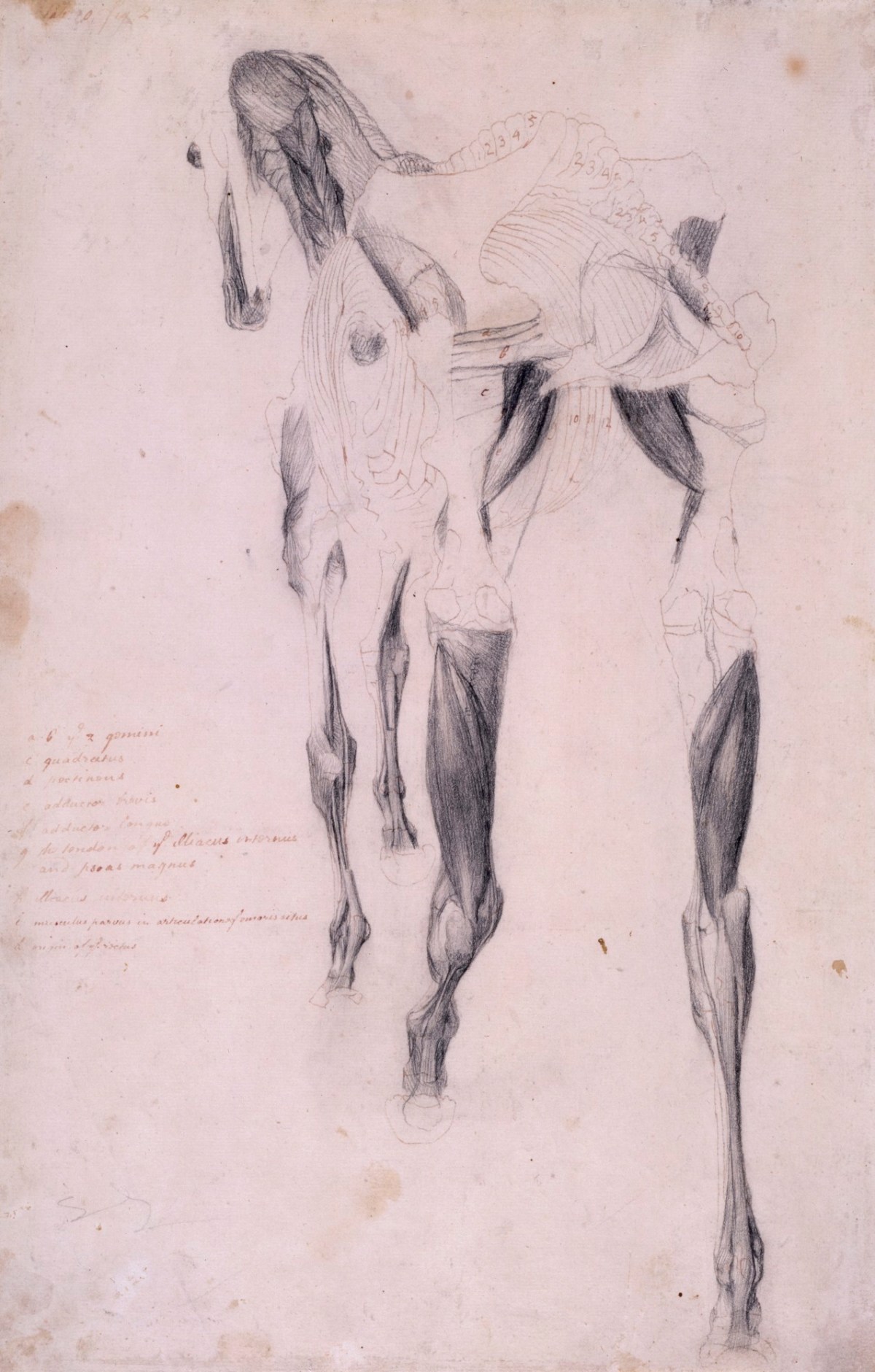 George Stubbs ARA, Working drawing probably for 'The Fourteenth Anatomical Table of the Muscles ... of the Horse'