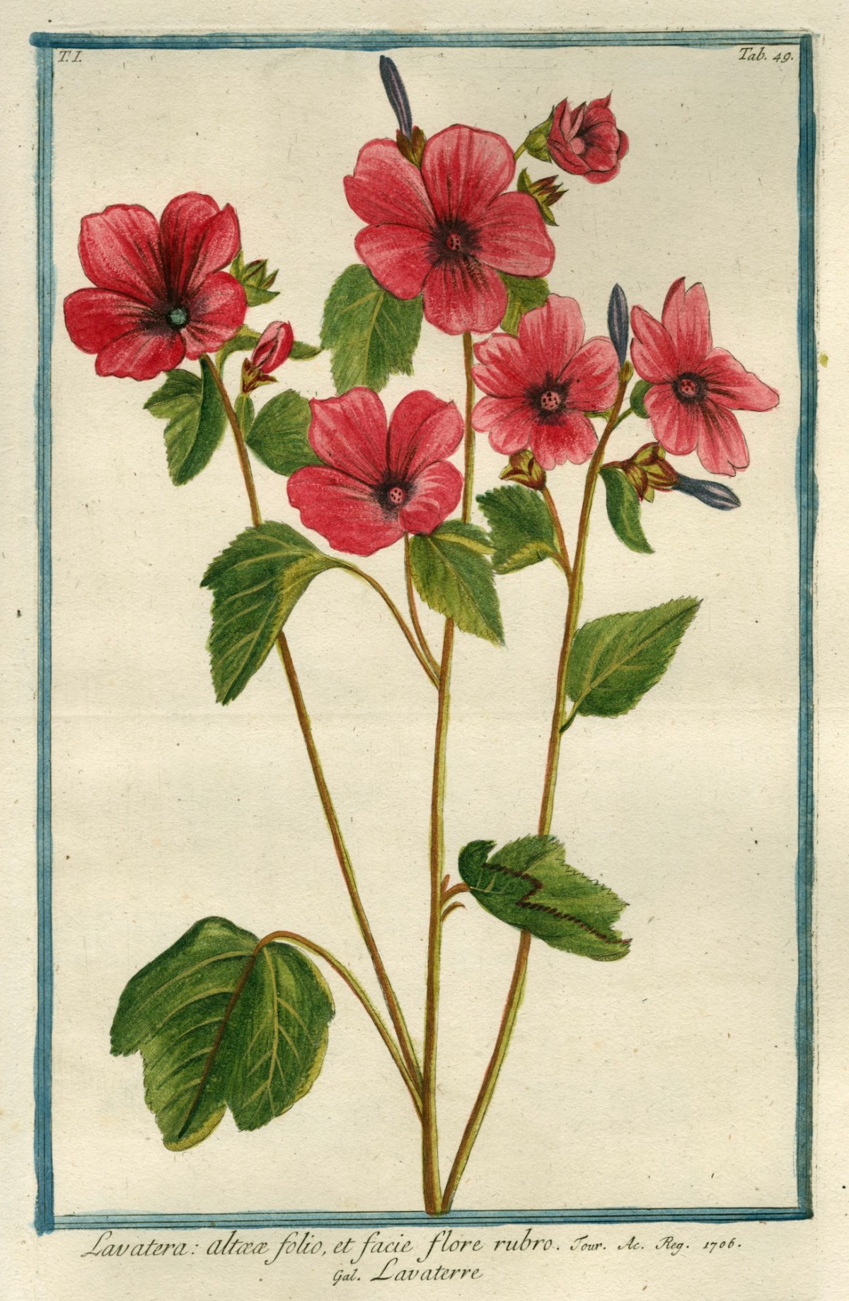 Cesare Ubertini, Lavatera
