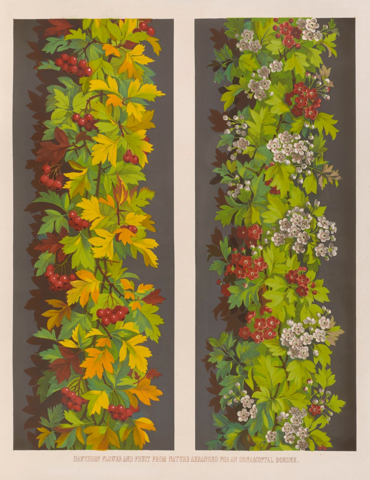 Ludwig Gruner, Hawthorn flower and fruit from Nature arranged for an ornamental border