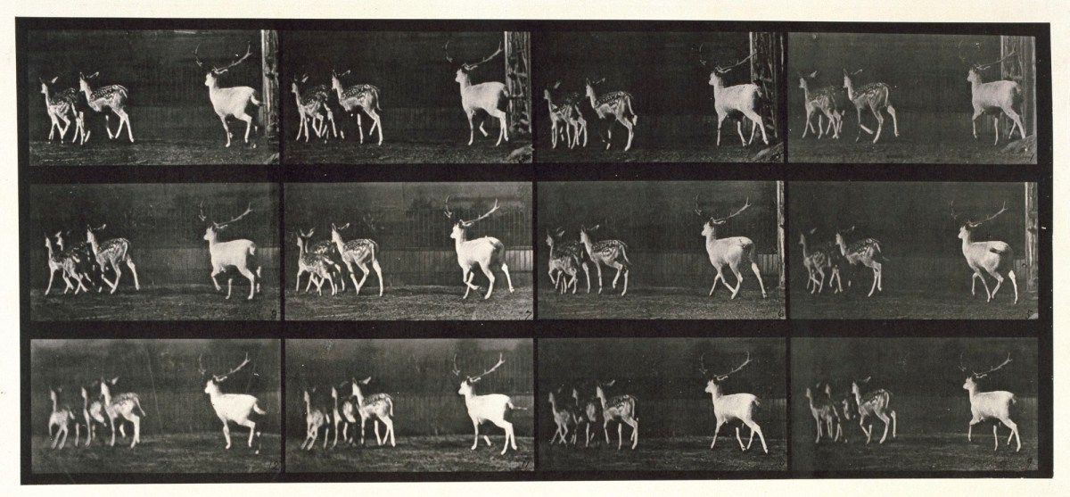 Eadweard Muybridge, Fallow deer; buck and a group of does; galloping