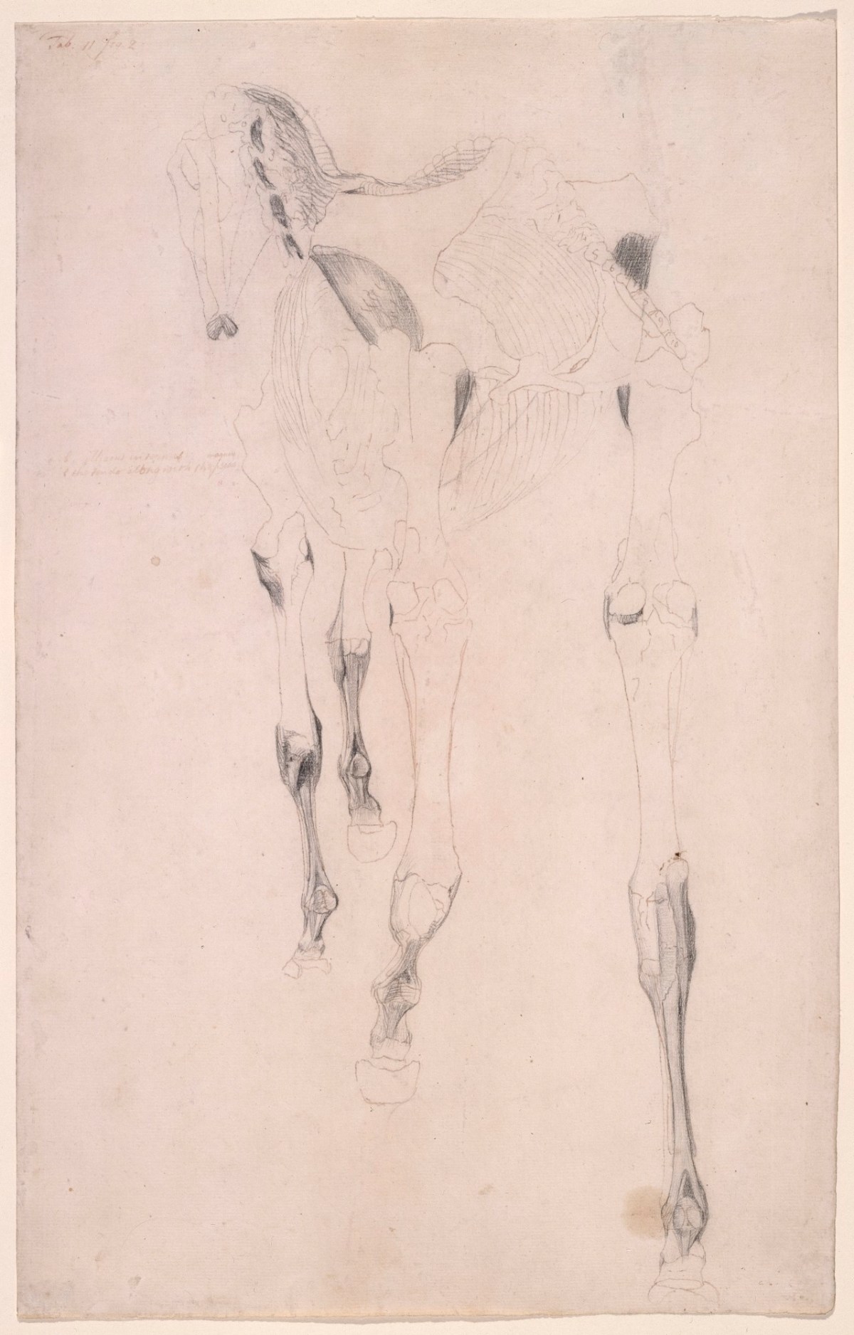 George Stubbs ARA, Working drawing for 'The Fifteenth Anatomical Table of the Muscles ... of the Horse'