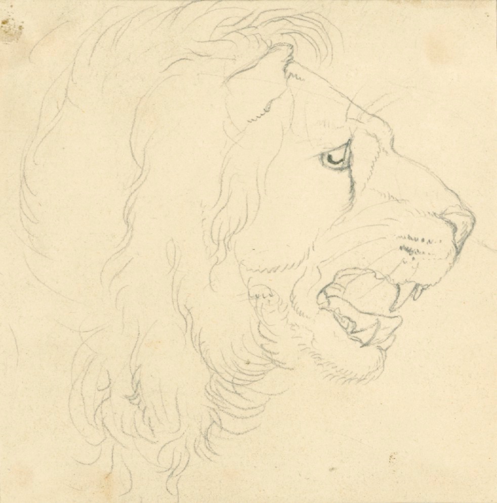 Sir Edwin Landseer RA, Head of a lion in profile