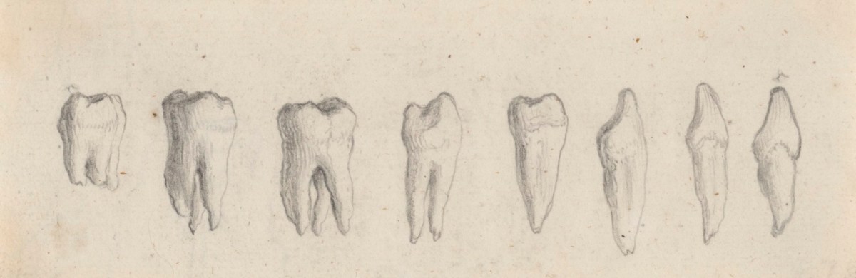 Gerard van der Gucht, Eight teeth of the upper jaw, for Cheselden's Osteographia