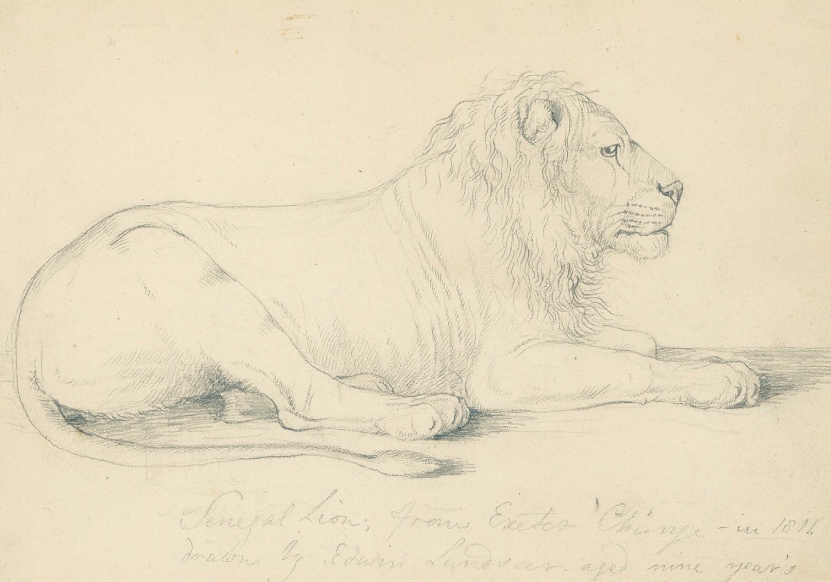 Sir Edwin Landseer RA, Senegal Lion, 1811