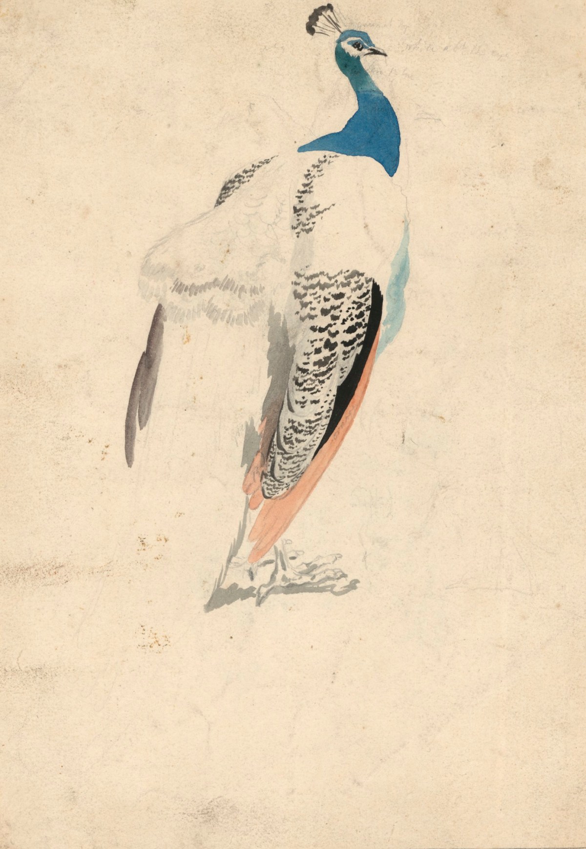 Philip Reinagle RA, A peacock