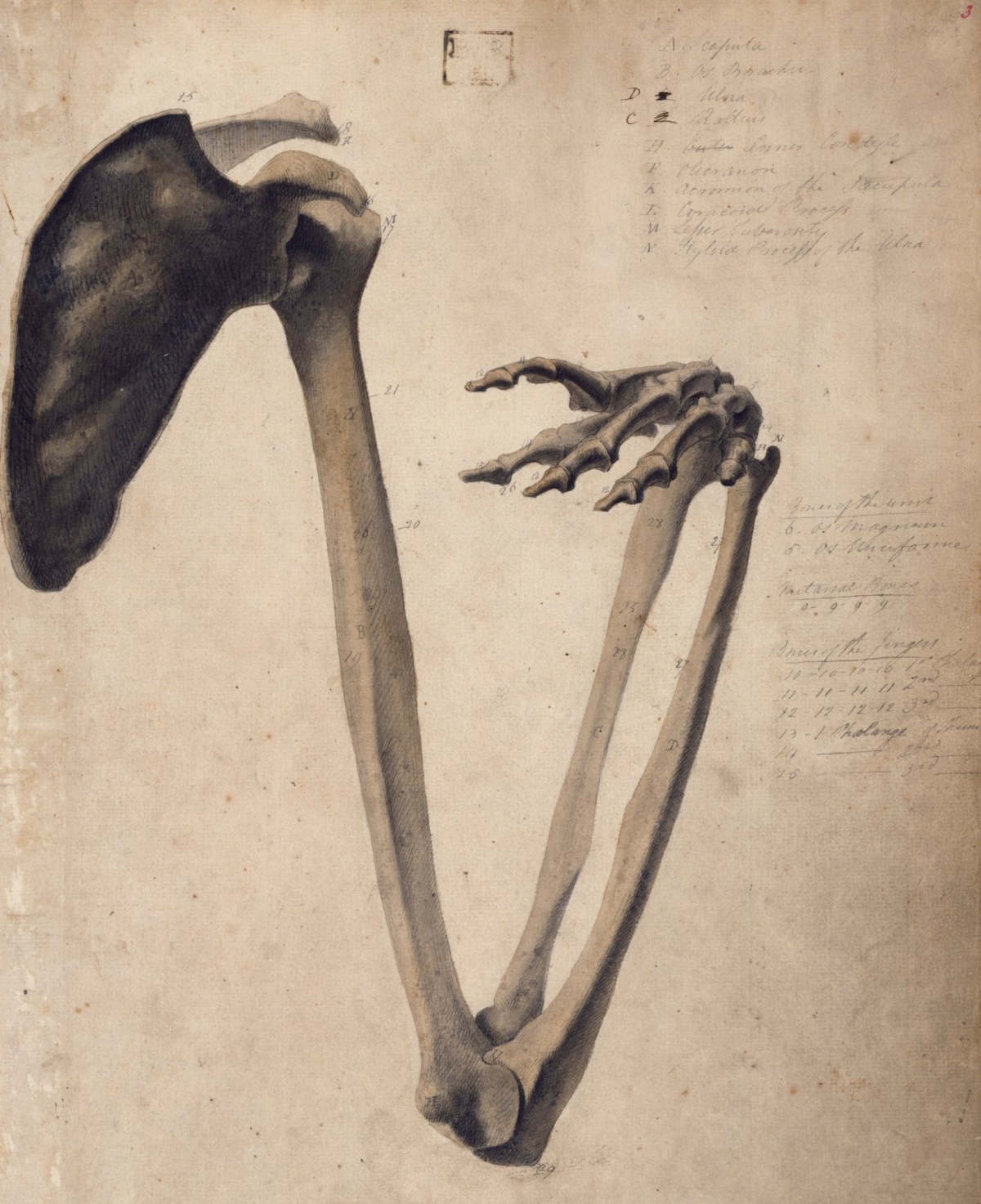 Benjamin Robert Haydon, Anatomical drawing of the bones of the human arm from the shoulderblade to the hand