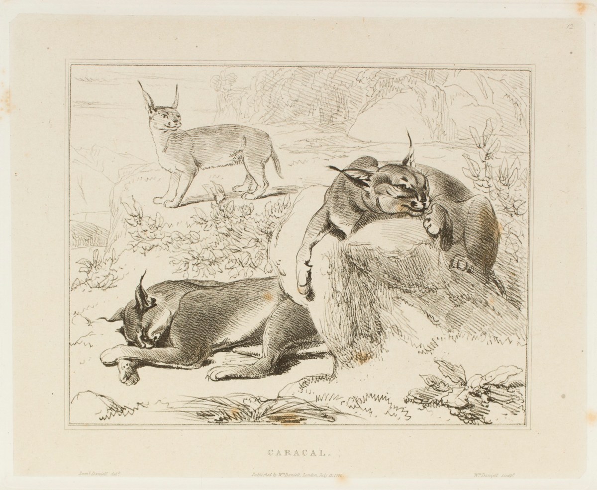 Samuel Daniell, The caracal
