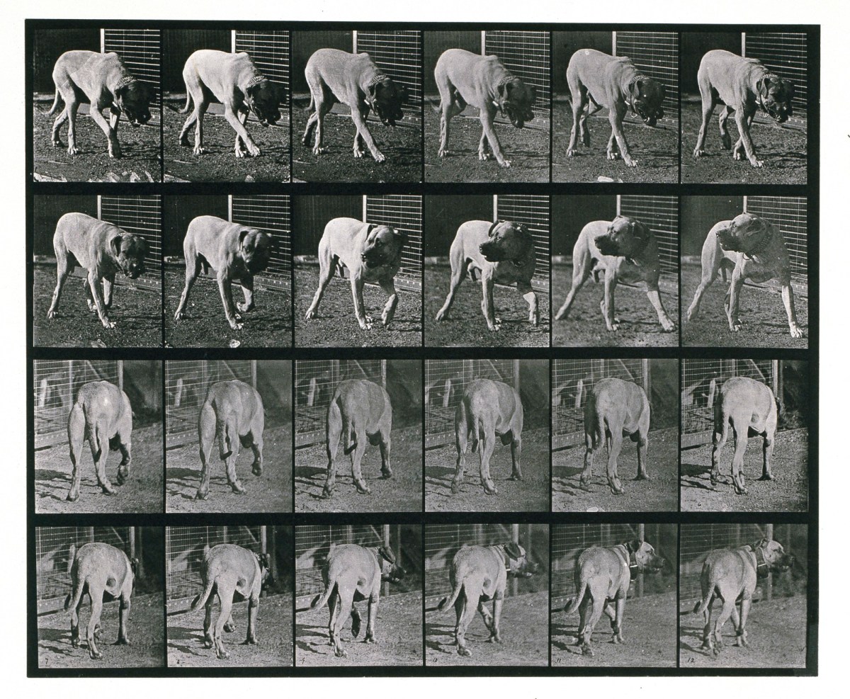 Eadweard Muybridge, Dog; walking; interrupted, mastiff Dread