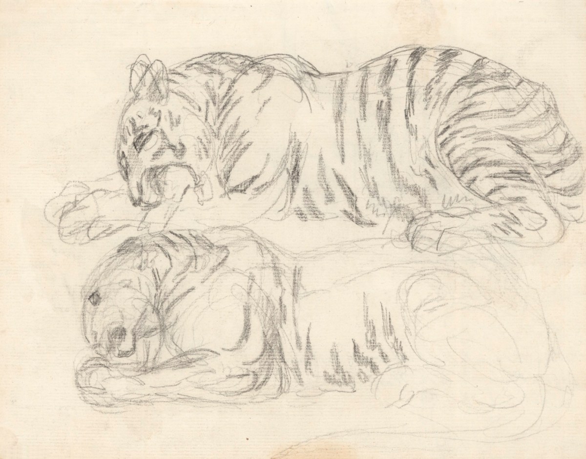 Philip Reinagle RA, Two drawings of a tiger