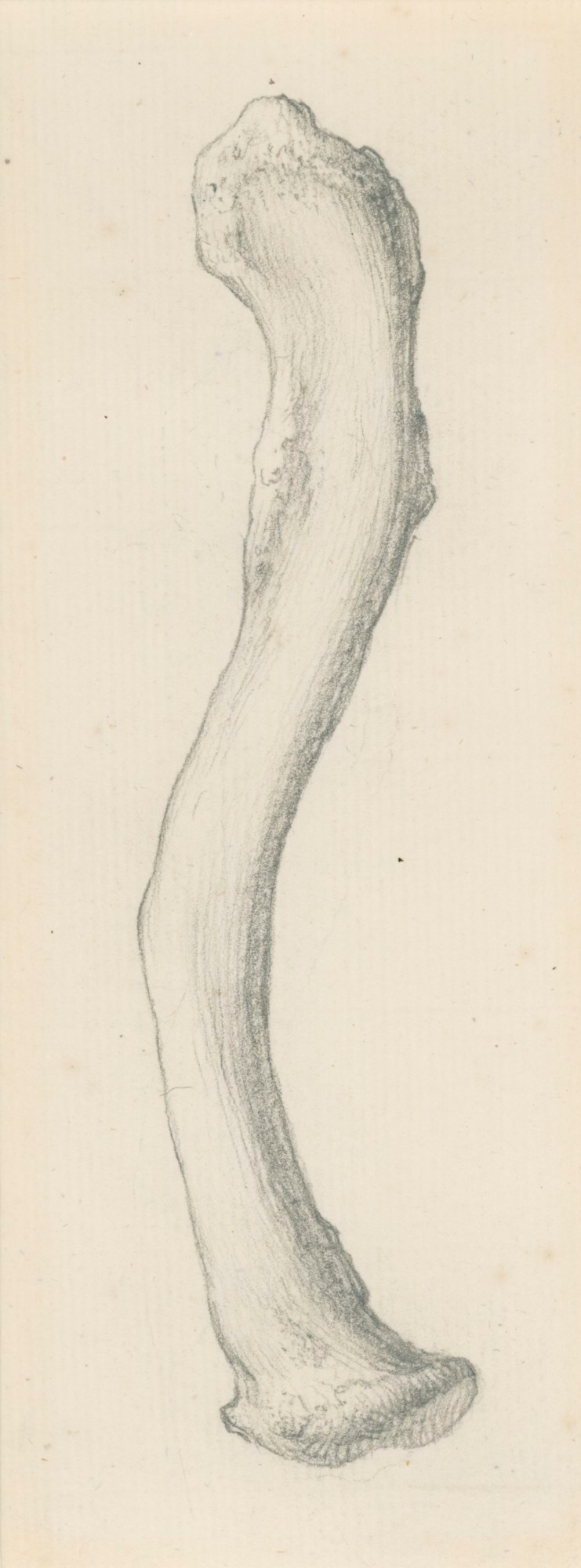 Gerard van der Gucht, The upper surface of the clavicle, for Cheselden's Osteographia