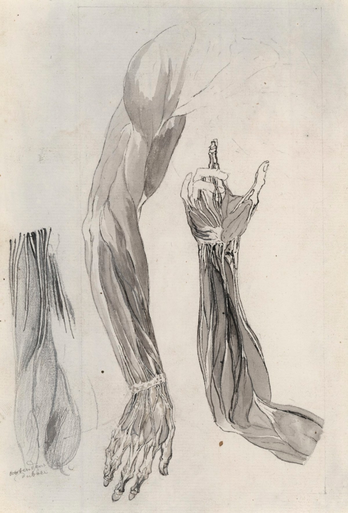 Jacob Schijnvoet, Studies of the muscles of the arms, relating to Cheselden's Osteographia
