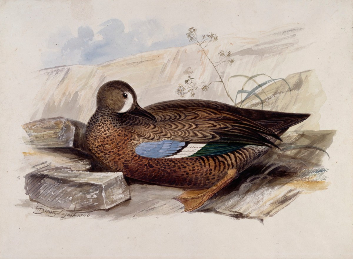 John Halphead Smith, A duck, probably a Blue-winged Teal, in profile