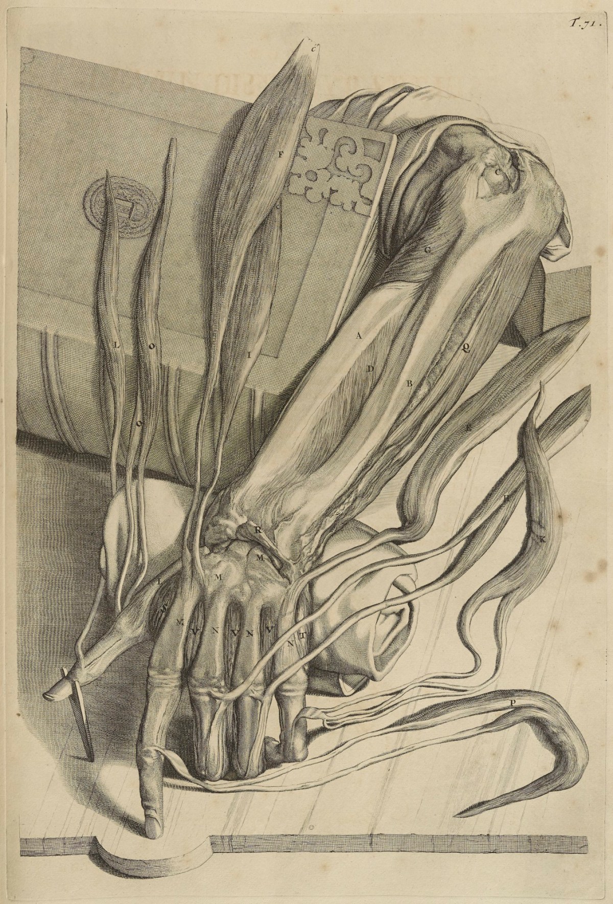 Samuel Smith and Benjamin Walford, Plate 71: Muscles employed in extending the wrist
