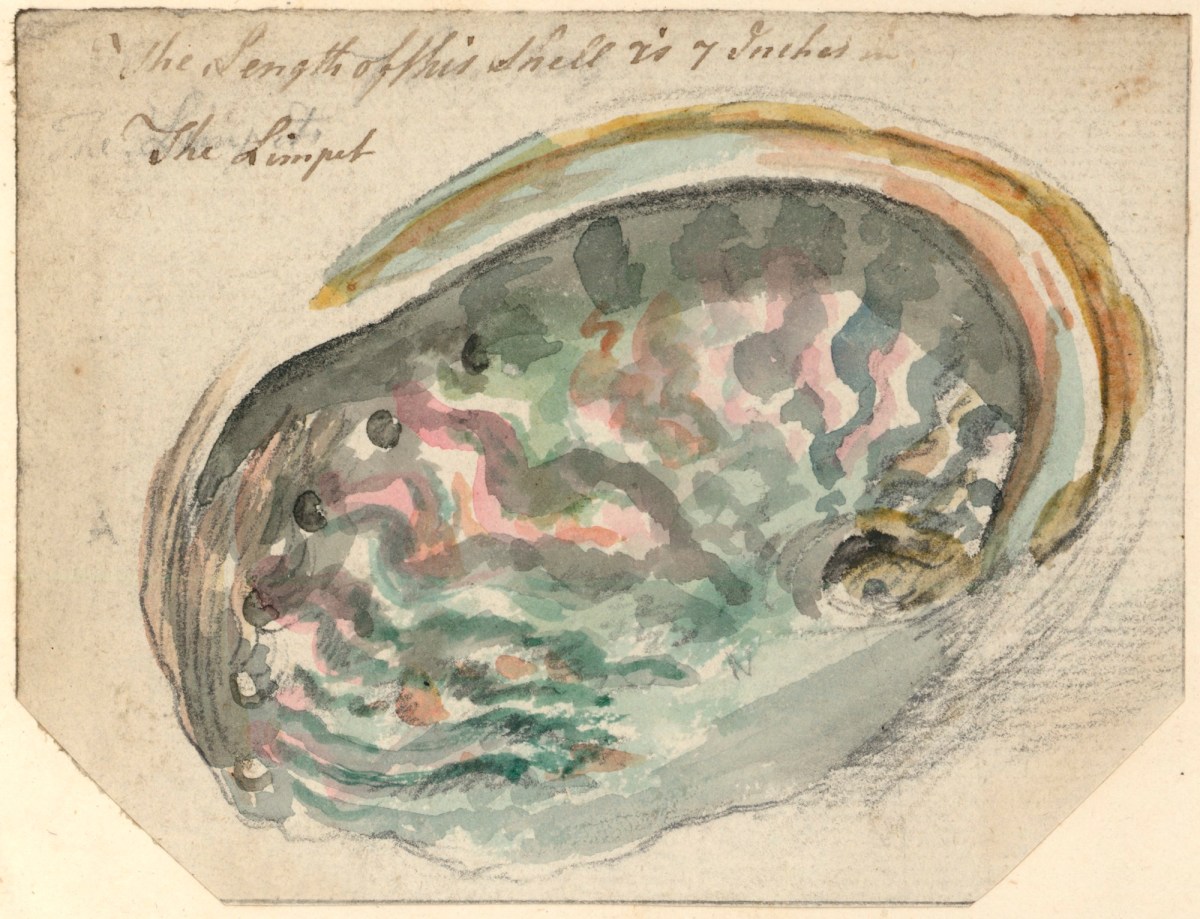 Philip Reinagle RA, A limpet shell