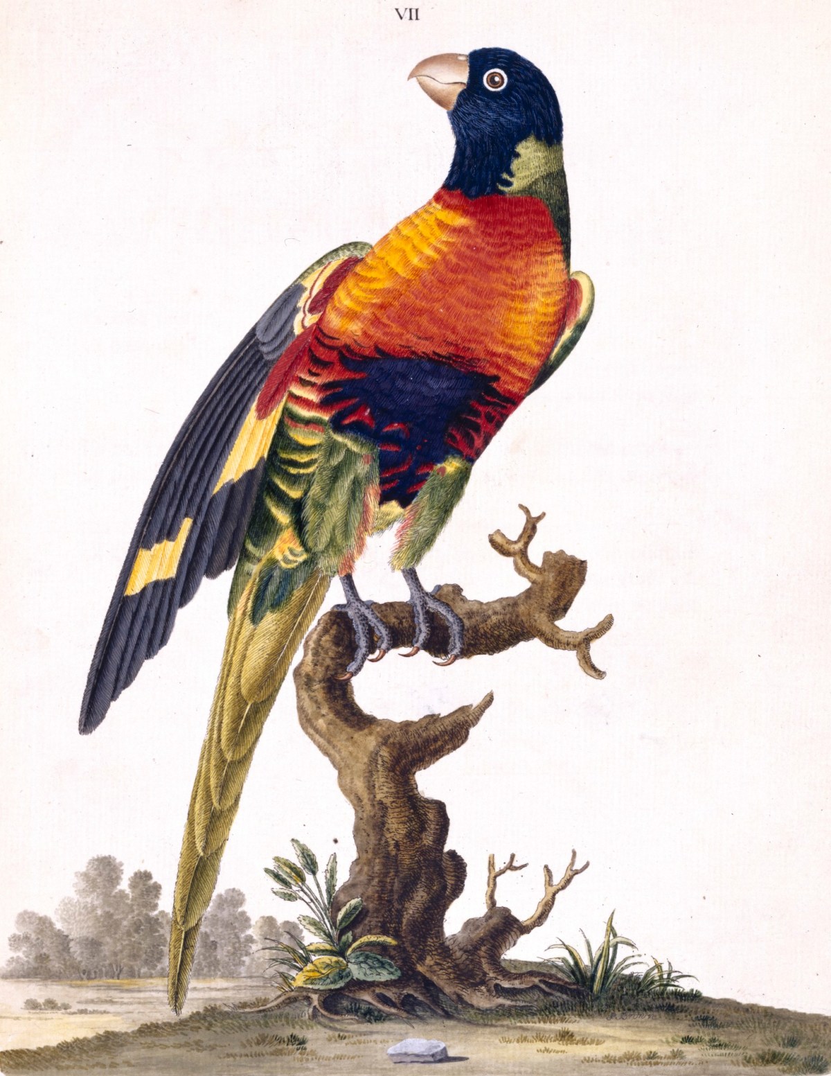 Peter Brown, New Illustrations Of Zoology, Containing Fifty Coloured Plates Of New, Curious, And Non-Descript Birds, With A Few Quadrupeds, Reptiles And Insects. Together With A Short And Scientific Description Of The Same. By Peter Brown.