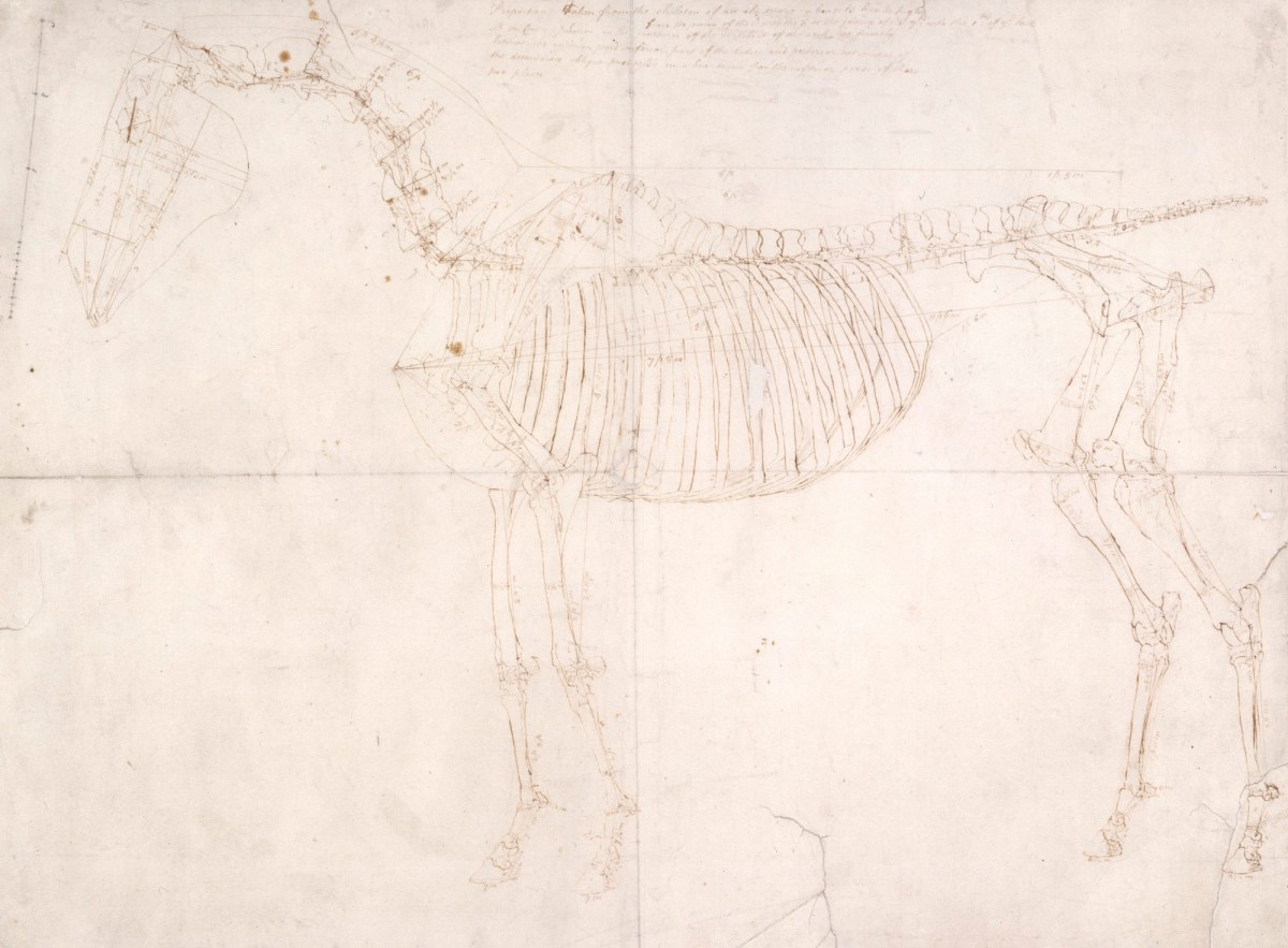 George Stubbs ARA, Measured working drawing for 'The First Anatomical Table of the Skeleton of the Horse'