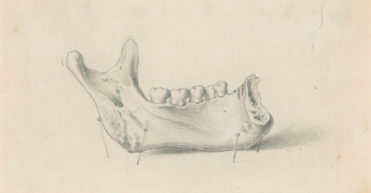Gerard van der Gucht, Internal view of half the lower jaw, for Cheselden's Osteographia