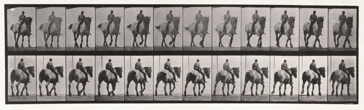 Eadweard Muybridge, Walking; bareback; dark-gray Belgian horse Dusel