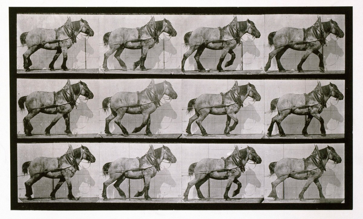 Eadweard Muybridge, Hauling; dark-gray Belgian horse Dusel