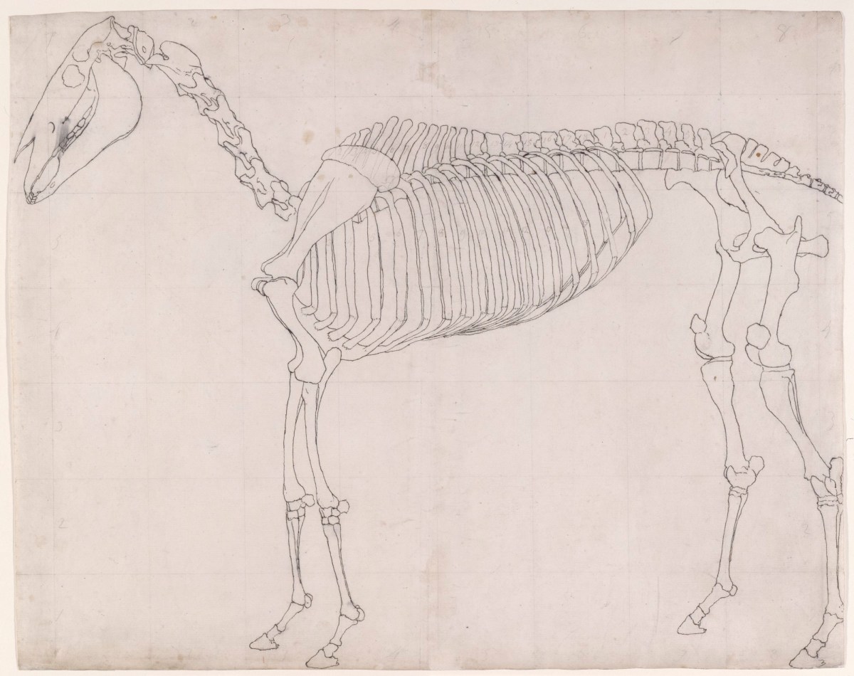 George Stubbs ARA, Outline drawing possibly for 'The First Anatomical Table of the Skeleton of the Horse'