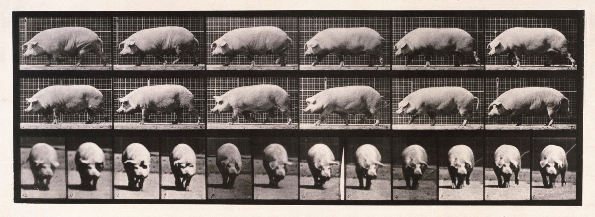 Eadweard Muybridge, Sow walking