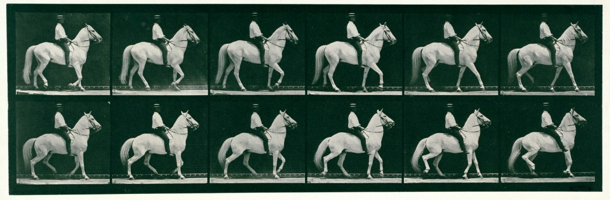 Eadweard Muybridge, Walking; saddle; irregular; white horse Clinton