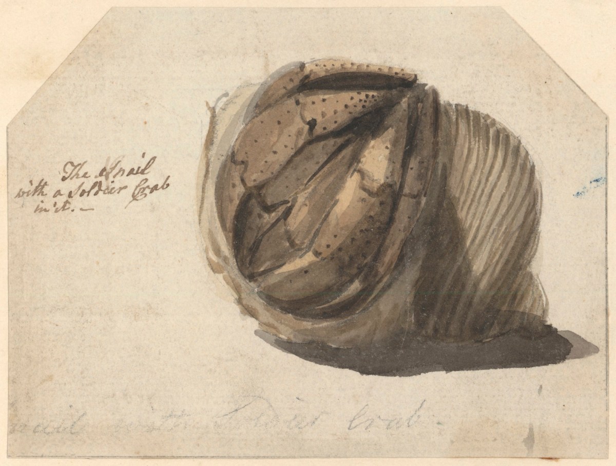 Philip Reinagle RA, The snail with a soldier crab in it
