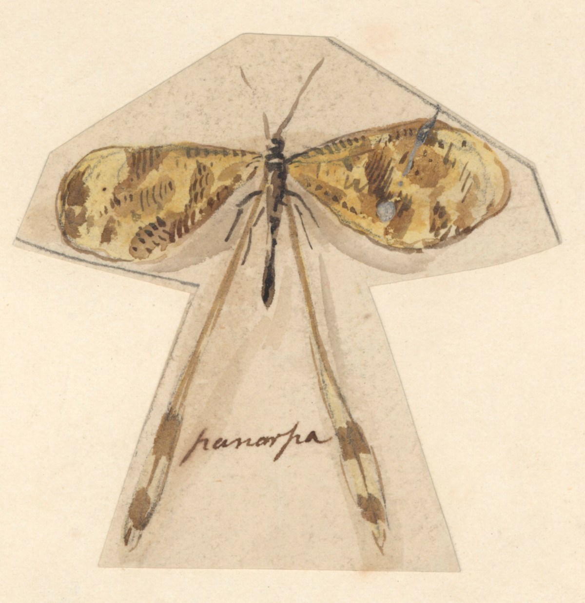 Philip Reinagle RA, A yellow butterfly