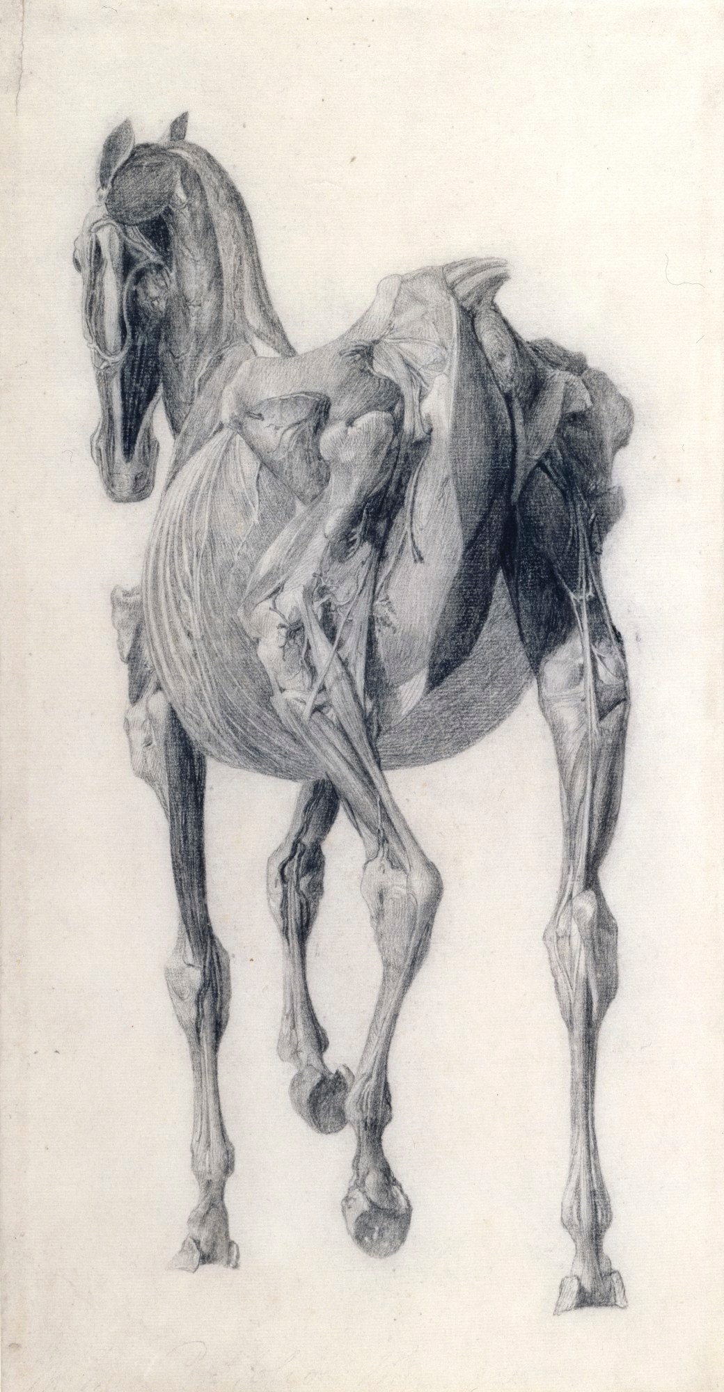 George Stubbs ARA, Finished study for 'The Fourteenth Anatomical Table of the Muscles ... of the Horse'