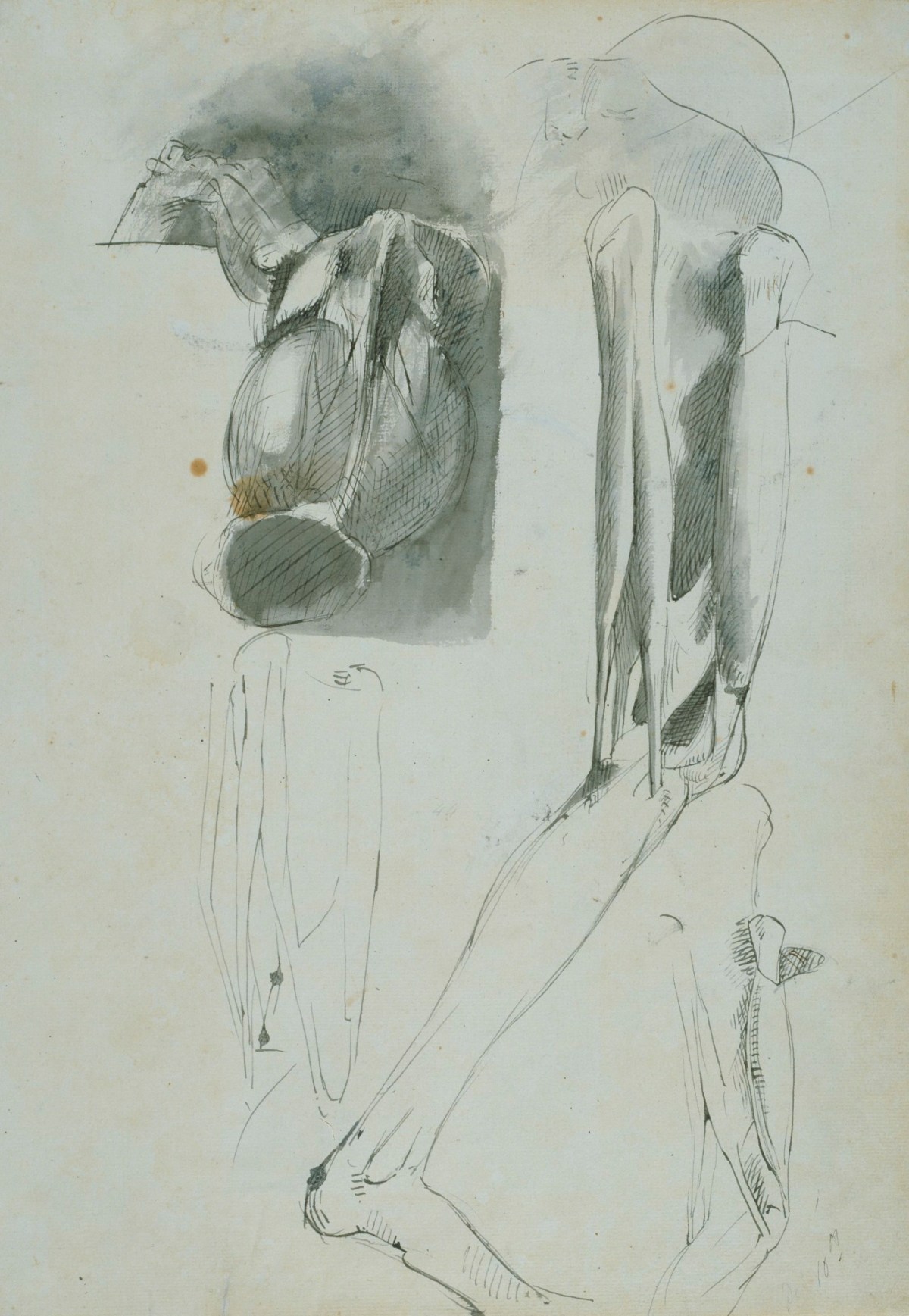 Benjamin Robert Haydon, A sheet of various anatomical drawings probably drawn during dissection