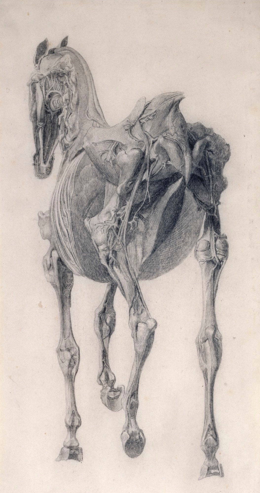 George Stubbs ARA, Finished study for 'The Fifteenth Anatomical Table of the Muscles ... of the Horse'