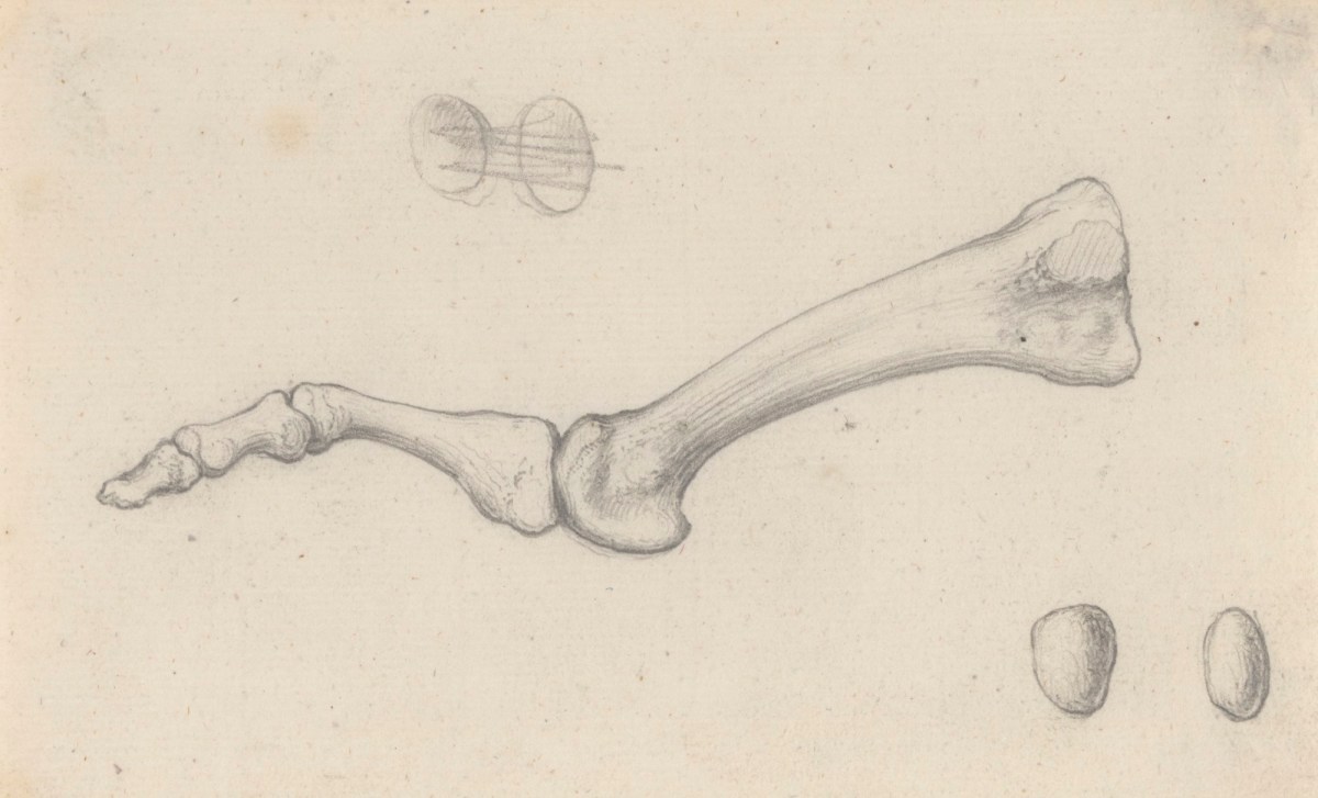 Gerard van der Gucht, The bones of the second toe and the sesamoid bones, for Cheselden's Osteographia