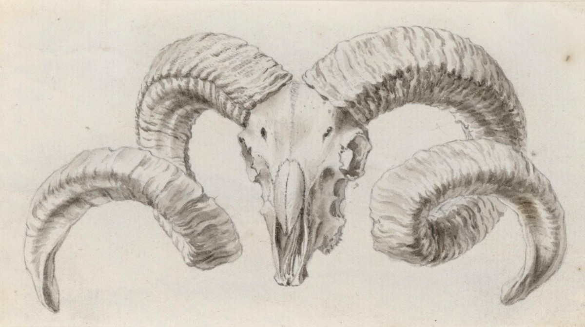 Jacob Schijnvoet, Study for the tailpiece of Chapter I in Cheselden's Osteographia