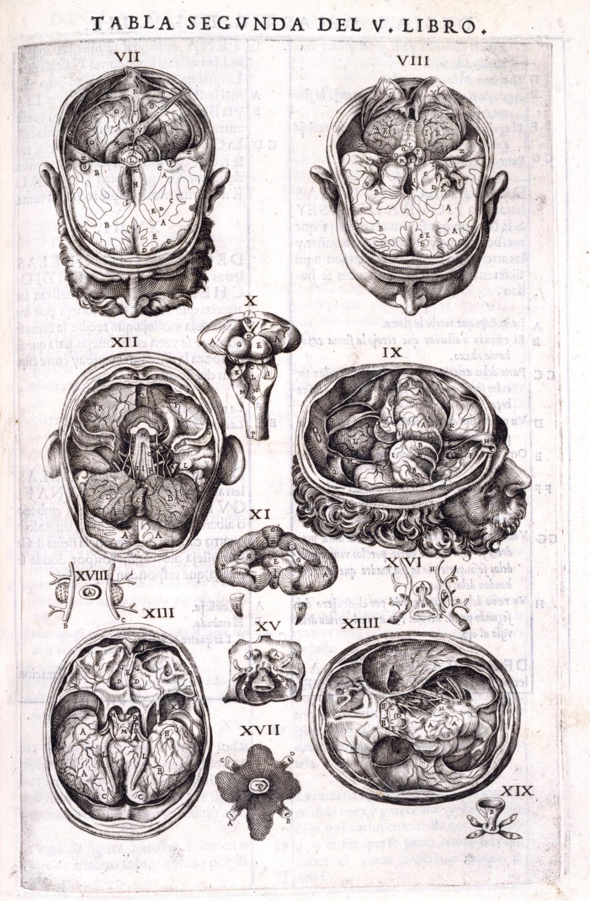 Gaspar Becerra, Anatomy of the human cortex
