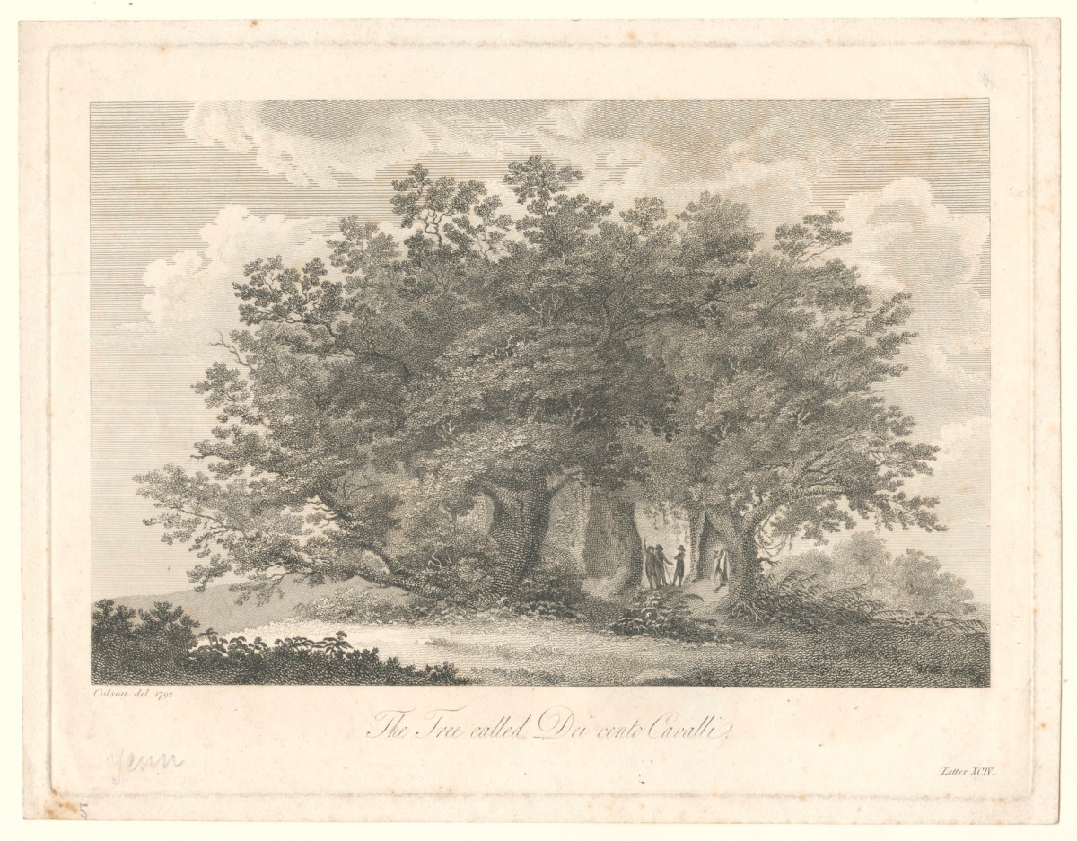 Jean Francois Colson, The Tree called Dei cento Cavalli