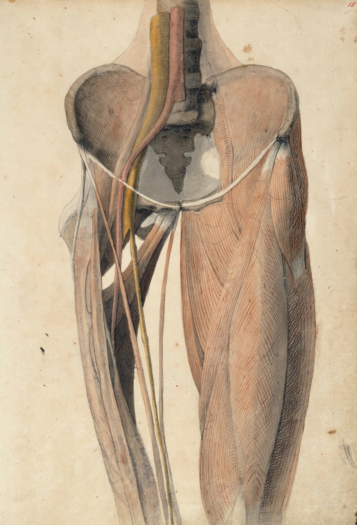 Benjamin Robert Haydon, Musculature, bones and blood vessels of the pelvis and thigh