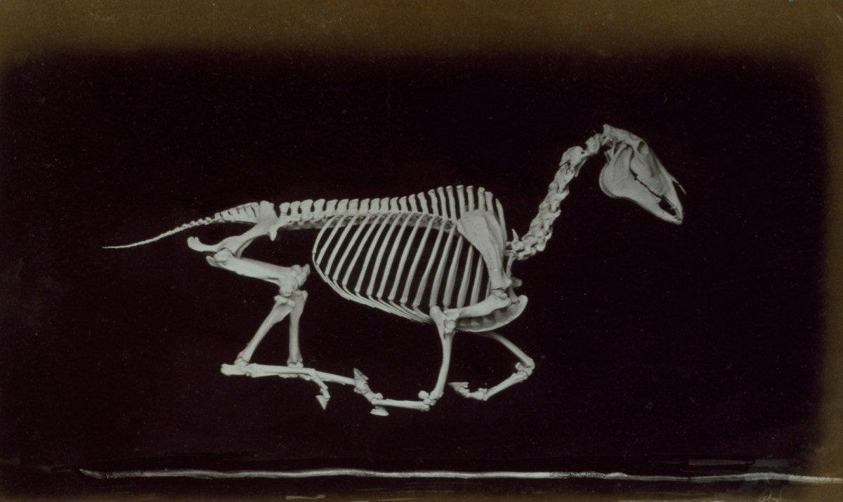 Eadweard Muybridge, Skeleton of horse, off the ground whilst running