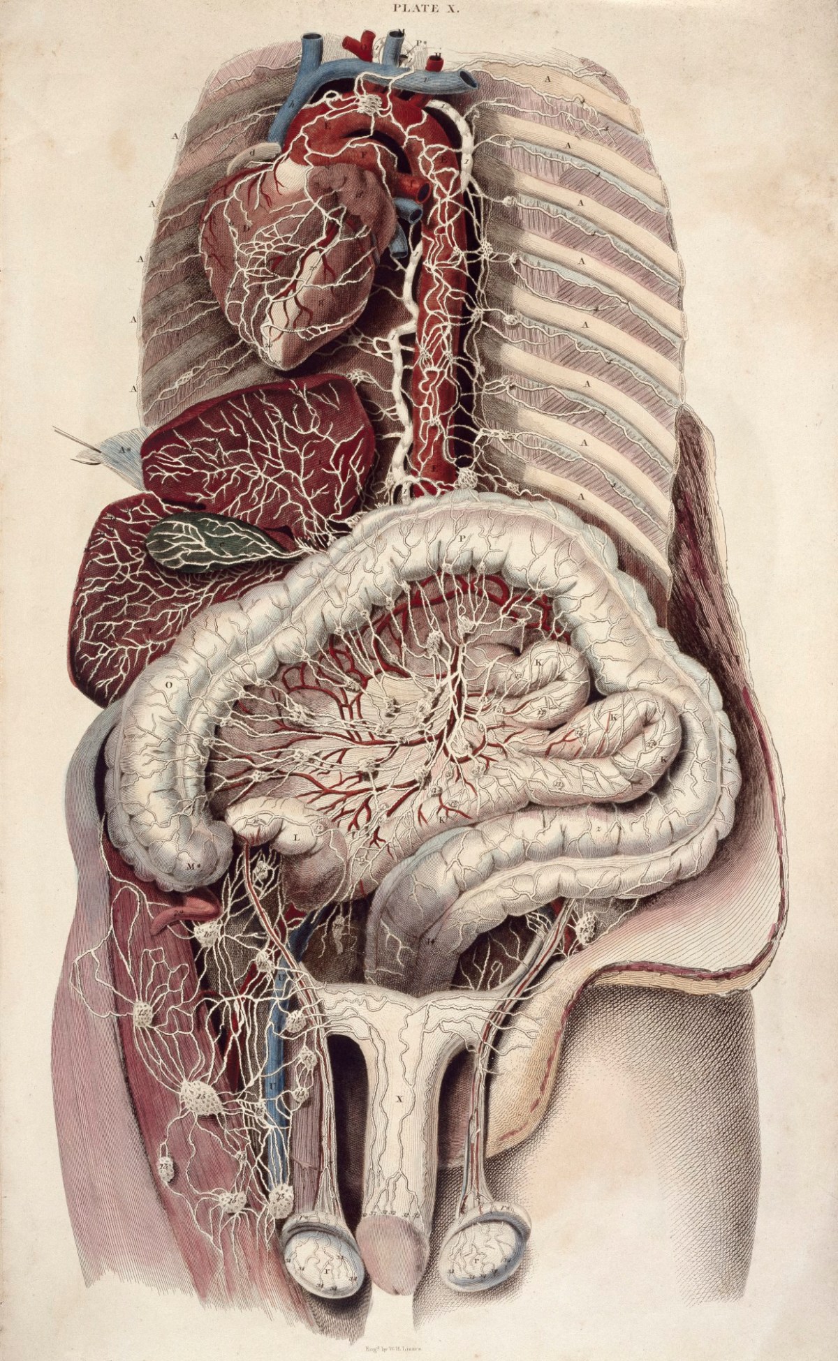 William Home Lizars, View of the lymphatic vessels of the trunk